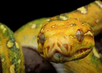cobra amarela 1 - Teve um sonho com cobra amarela? Veja o que isso diz sobre sua vida espiritual e emocional