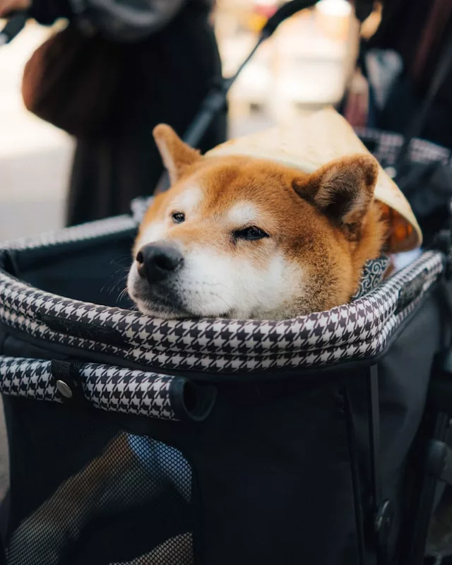 gab pili KtJoDmrWClU unsplash - Pets vão junto: como o Paraná e Curitiba estão liberando o transporte coletivo para animais