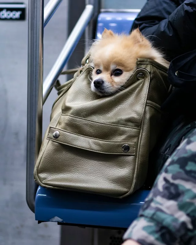 renting c FxfKKfohtQM unsplash - Pets vão junto: como o Paraná e Curitiba estão liberando o transporte coletivo para animais